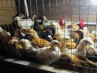 Chickens — fotografija 6