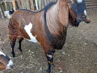 Ямааны ухна, Nubian Goat — 2 зураг