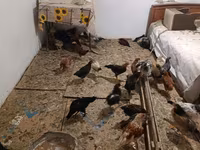 gà mái Séc vàng lốm đốm — ảnh 8
