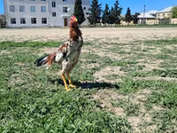 Chickens — foto 1