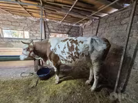 گاو ماده, Simmental cattle — عکس 2