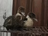 Ducks — foto 5