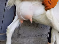 Ямаа, Saanen goat — 3 зураг