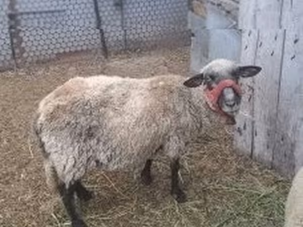 Sheep, Sheep — Hungary