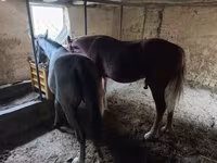 Kanca, Lovak — 2. fotó