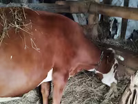 Jument, Chevaux — photo 2