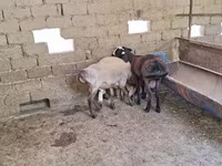 Beran, Arashan sheep — foto 6