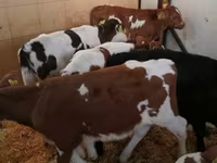 Rundvee (partij, geslacht niet gespecificeerd), Simmental cattle — foto 6