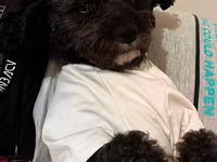 1 yaş 7 aylıq Maltipoo cinsi cütləşdirmək üçün dişi axtarılır hər şeyi — عکس 4