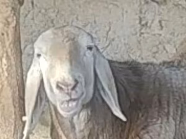 میش, Arashan sheep
