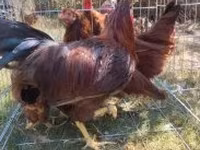 Chickens — foto 6