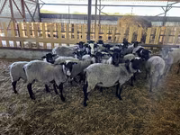 Widder, Romanov sheep — Foto 5