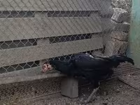 Chickens — 사진 2