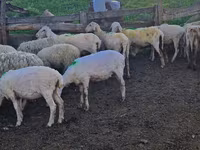 Sheep, Sheep — photo 2