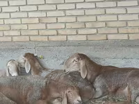 ভেড়ার পাঁঠা, Arashan sheep — ছবি 7