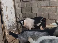 تيس, LaMancha goats — الصورة 4