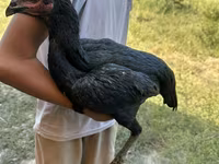 Chickens — foto 3