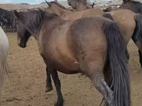 Faras dhaddig, Horses — sawirka 3