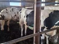 Krava, Russian Black pied cattle — foto 3