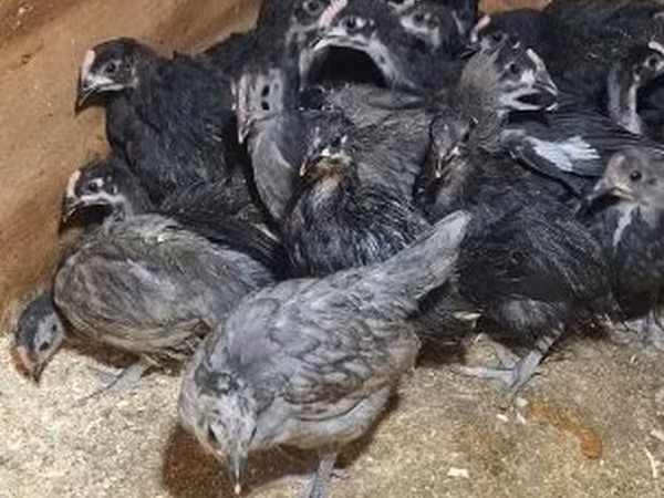 Аустралорп