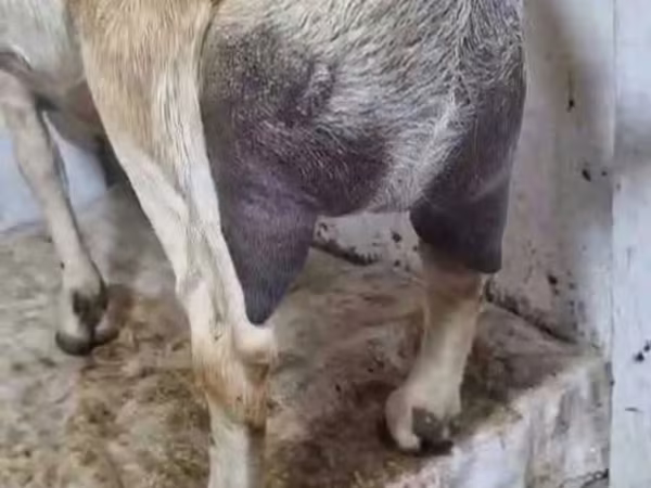 Keçi, Nubian Goat