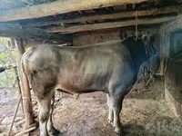 Бұқа, Swiss cattle — 1-сурет