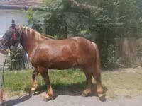 Hingst, Heste — foto 2