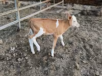 گاو ماده, Simmental cattle — عکس 2