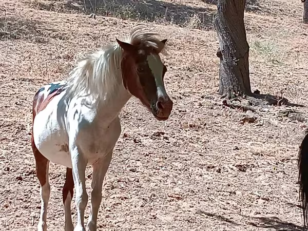 Кобила, Shetland Pony