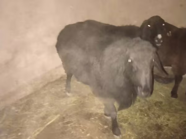Beran, Hissar sheep