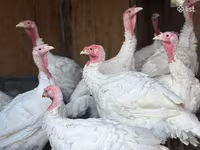 Turkeys — 1-сурет