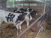 ხარი, Russian Black pied cattle — ფოტო 5