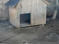 Taxta it evi - Material: qalın taxta karkas, üzəri taxta lövhələr - — รูปภาพ 1