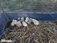 Chickens — عکس 4