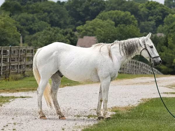 Horse (M), National Show Horse — United States