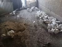 Chickens — รูปภาพ 4