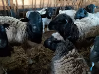 숫양, Precoce sheep — 사진 3