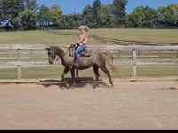 مادیان, Kentucky mountain daddle horse — عکس 6