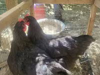 Chickens — foto 1