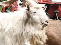 Kambing jantan, Goats — foto 1