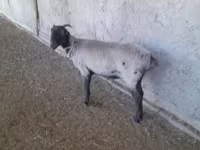 Гӯсфандон (партия, ҷинс муайян нашудааст), Merino sheep — акс 3