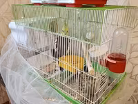 Nimfa (cockatiel) cütlüyü və qəfəs dəsti - Növ: Nimfa tutuquşusu — عکس 1