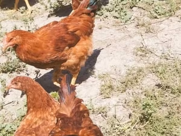 Chickens — Kyrgyzstan