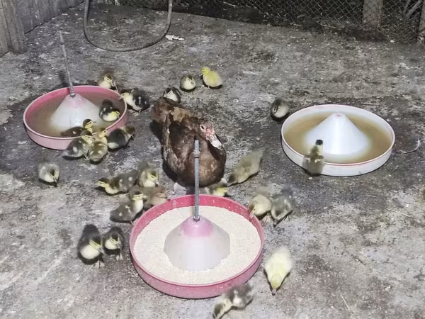 Ducks