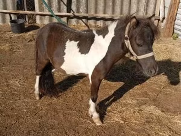 اسب نر, Falabella