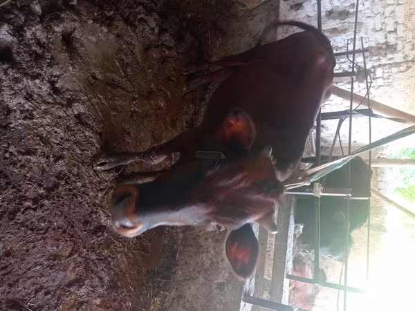 Vacă, Bovine — Uzbekistan