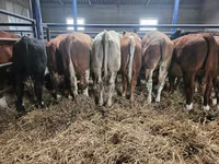 Býk, Simmental cattle — foto 2