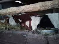 سانڈ, Simmental cattle — تصویر 4