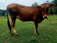 Lo’, Alatau breed — sawirka 2