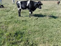암소, Russian Black pied cattle — 사진 5